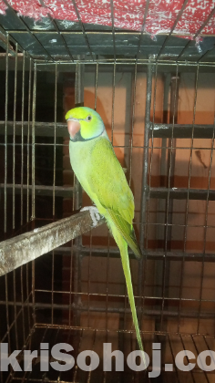 Ringneck Parrot